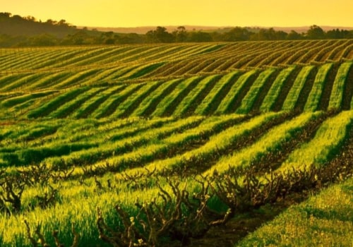 Discover the Delicious Dishes of South Australian Wineries